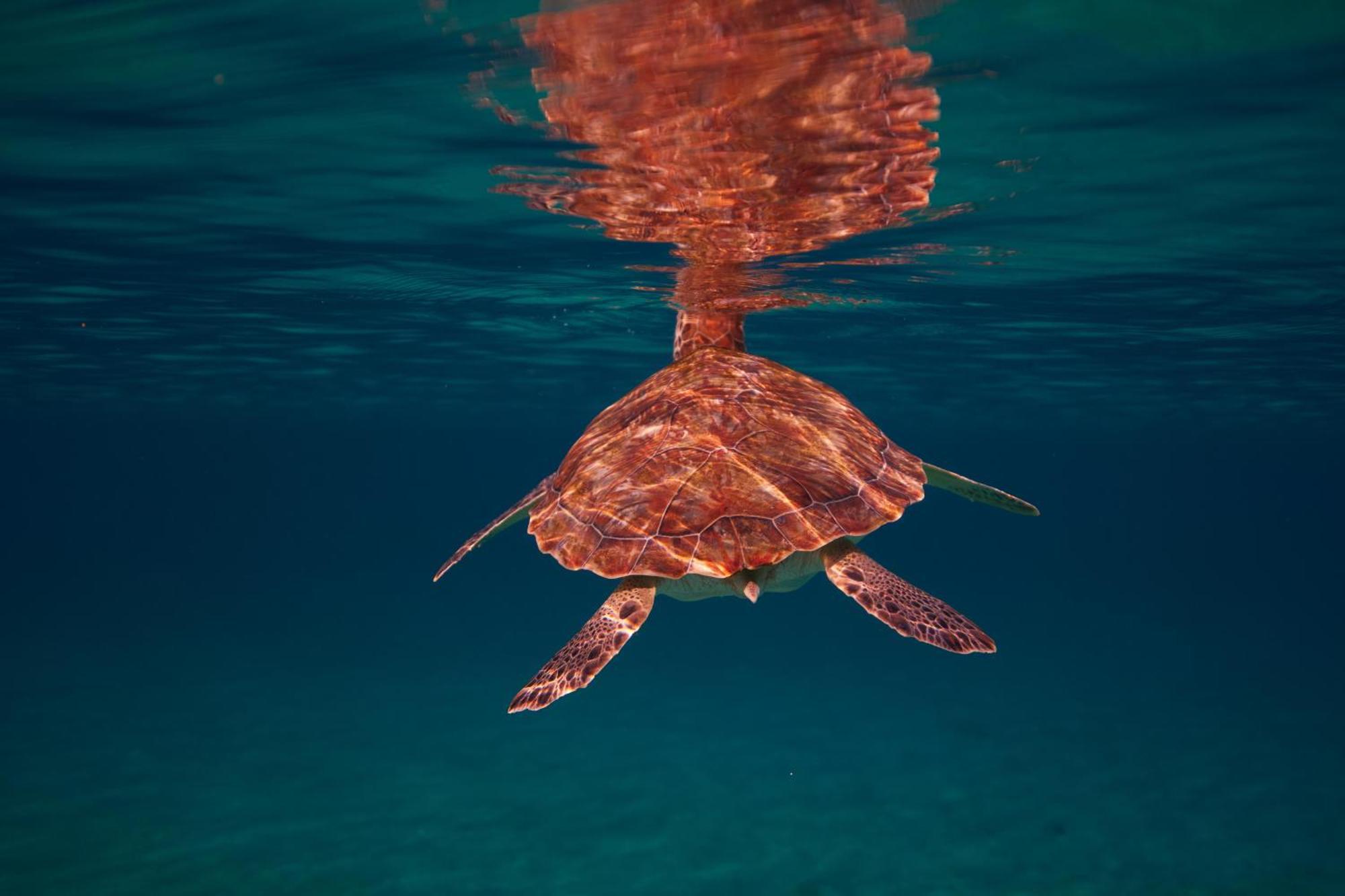 Sandals Royal Curacao All Inclusive Couples Only ニューポート エクステリア 写真